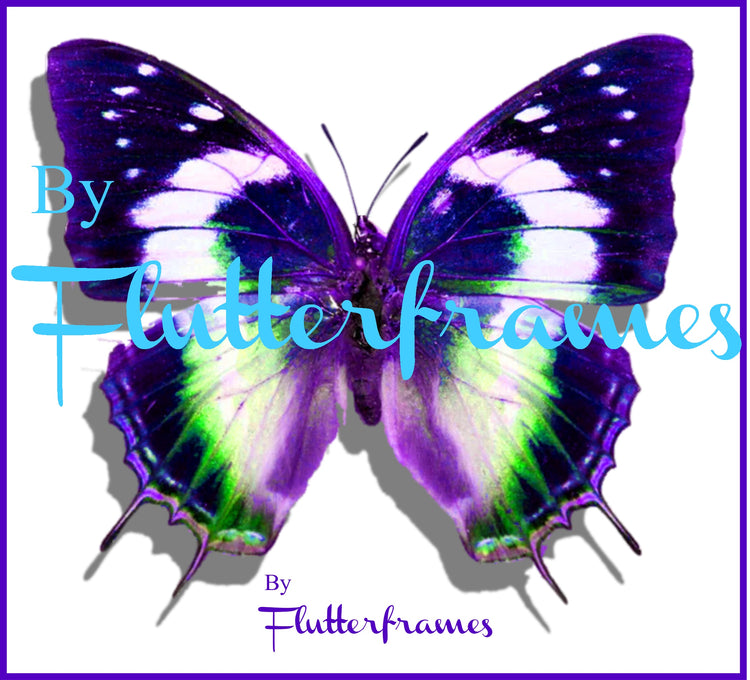 Nymphalidae Charaxes