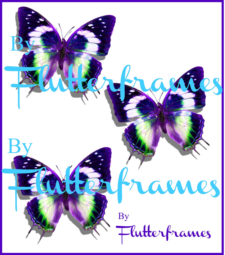 Nymphalidae Charaxes Violetta butterflies