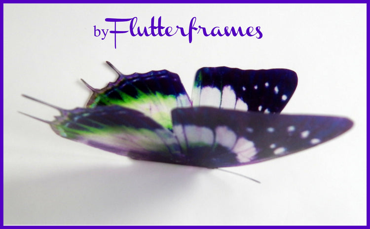 Insect Butterfly Nymphalidae Charaxes Violetta natural looking 3d wall stickers. Set of 6 butterflies