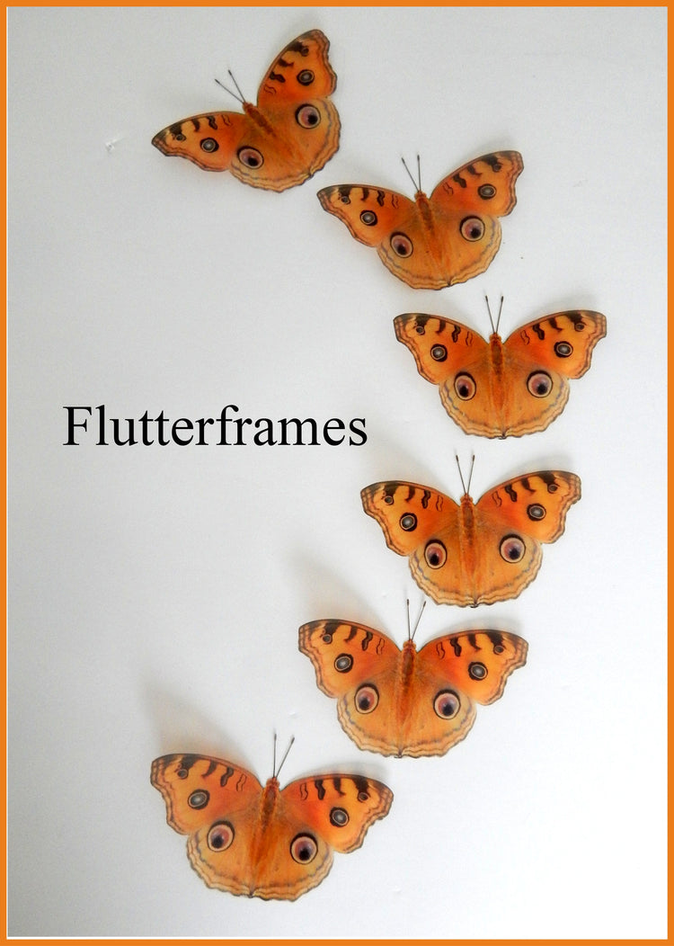 Natural butterflies orange