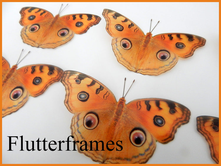 3d butterfly wall stickers