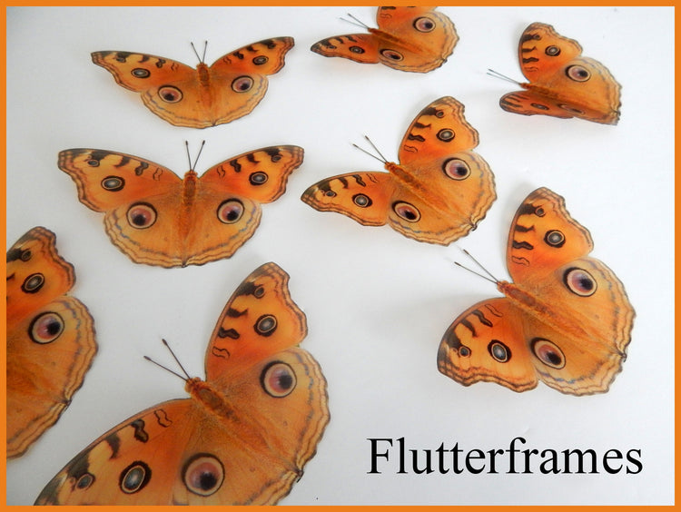orange butterfly bathroom decor