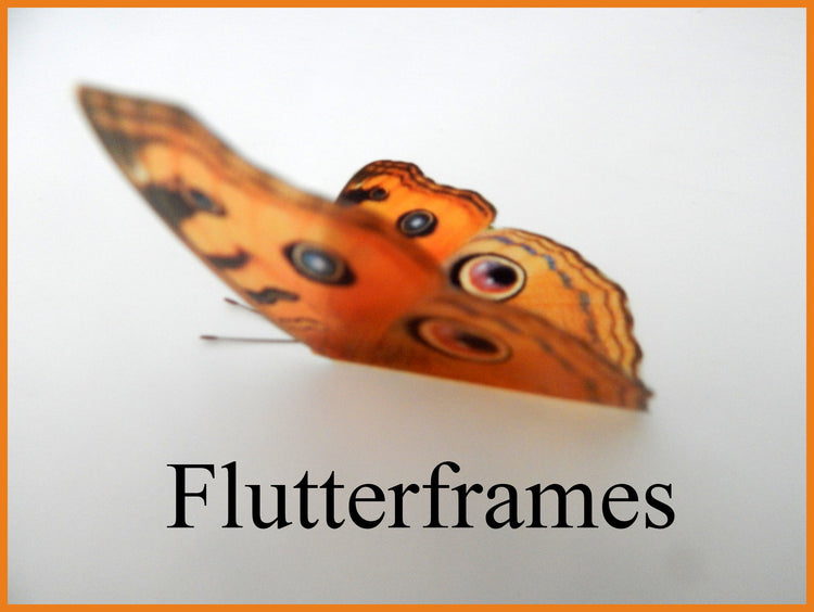 realistic orange butterflies