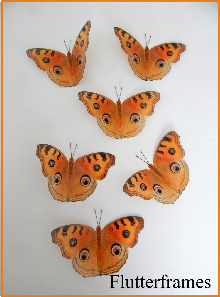 6 orange butterflies