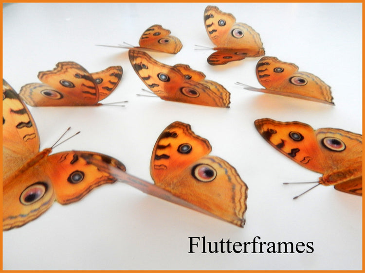 Orange natural wall sticker butterflies