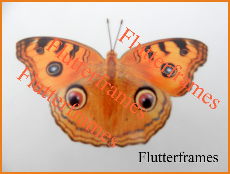 Peacock Pansy butterfly