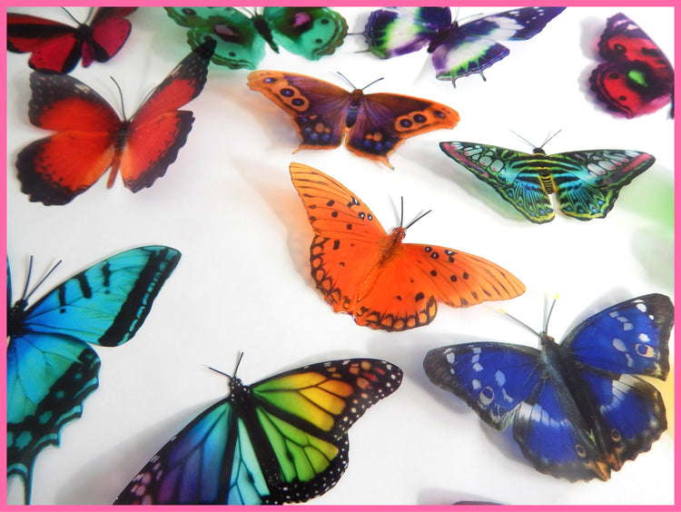 Green , blue and red and orange butterfly natural by flutterframes