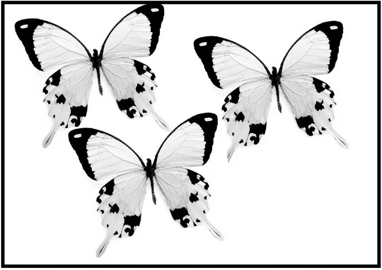 Black and white 3d butterfly stickers