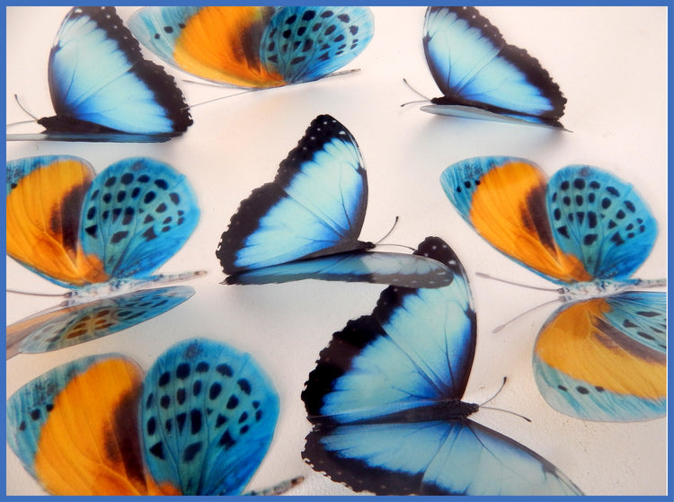 natural blue and yellow butterflies