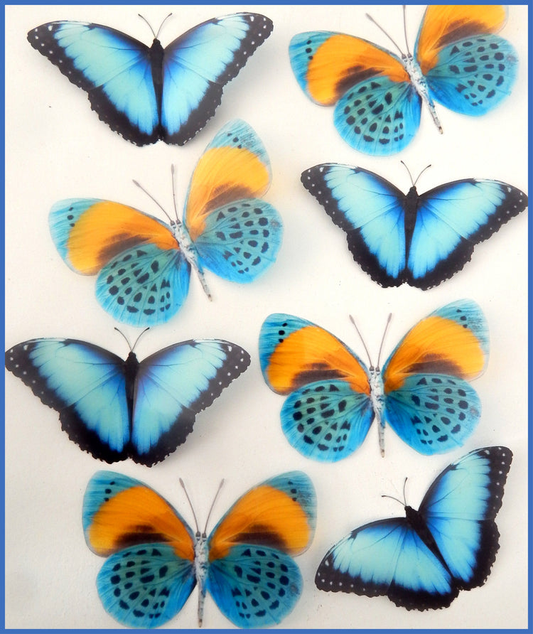 butterflies home decor