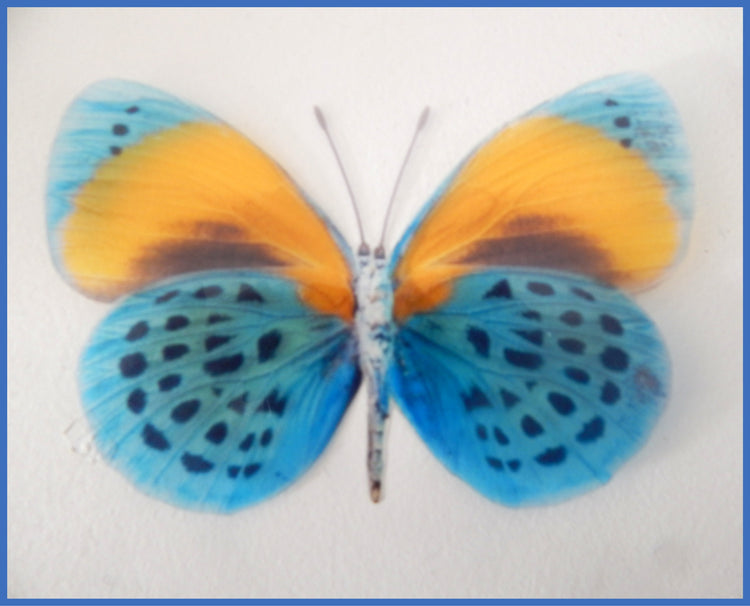 butterflies for the home