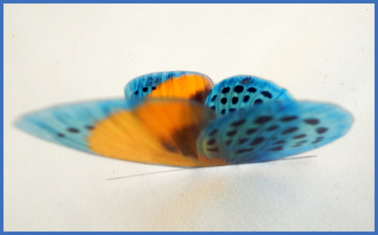 wall decor butterflies for the home