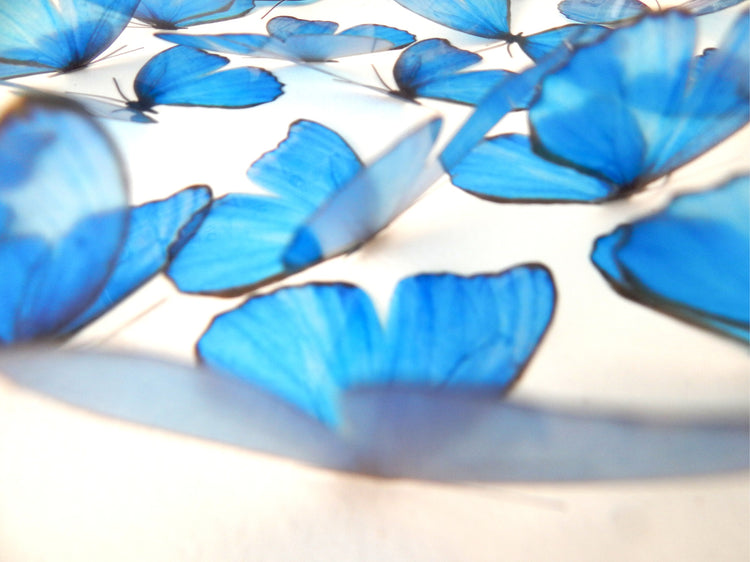 Beautiful 3D Blue Butterflies, set of 18, 7cm wide. Embellishments, card making,wall decor,decorative butterflies,wedding decor,conservatory