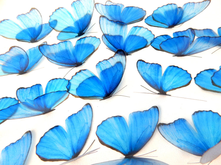 Beautiful 3D Blue Butterflies, set of 18, 7cm wide. Embellishments, card making,wall decor,decorative butterflies,wedding decor,conservatory