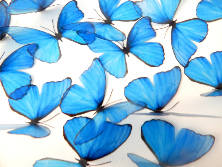 Beautiful 3D Blue Butterflies, set of 18, 7cm wide. Embellishments, card making,wall decor,decorative butterflies,wedding decor,conservatory