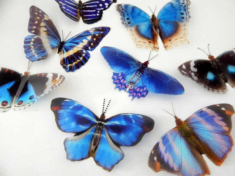 8 Blue Natural butterflies from our blue Country collection. 3d Butterfly stickers. Great for conservatories ,bedrooms. Realistic butterfly