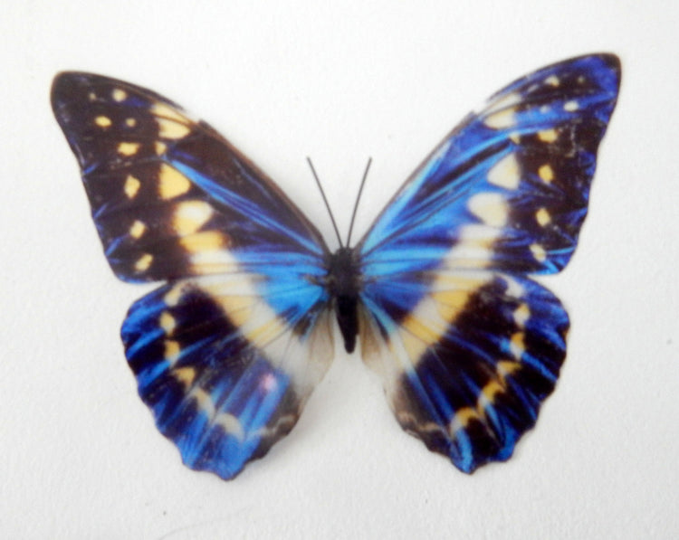 8 Blue Natural butterflies from our blue Country collection. 3d Butterfly stickers. Great for conservatories ,bedrooms. Realistic butterfly