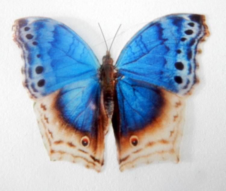 8 Blue Natural butterflies from our blue Country collection. 3d Butterfly stickers. Great for conservatories ,bedrooms. Realistic butterfly