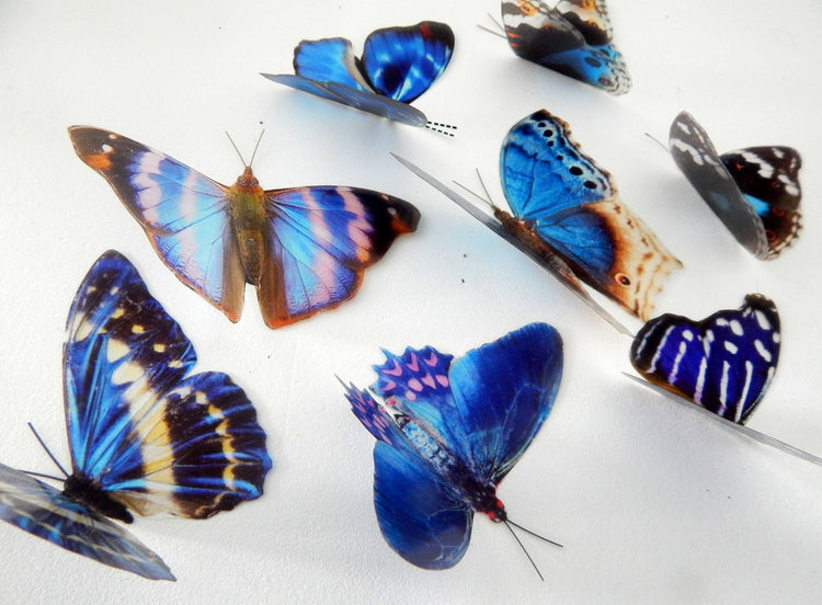 natural realistic butterfly sticker