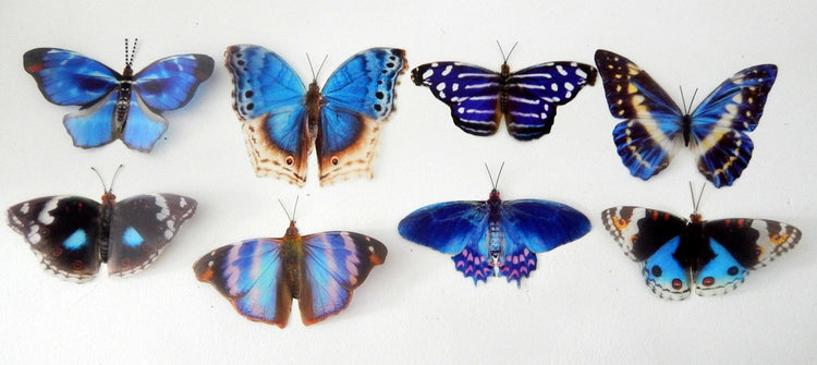 8 Blue Natural butterflies from our blue Country collection. 3d Butterfly stickers. Great for conservatories ,bedrooms. Realistic butterfly