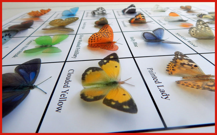British Butterflies framed. Collection of butterflies from the United Kingdom