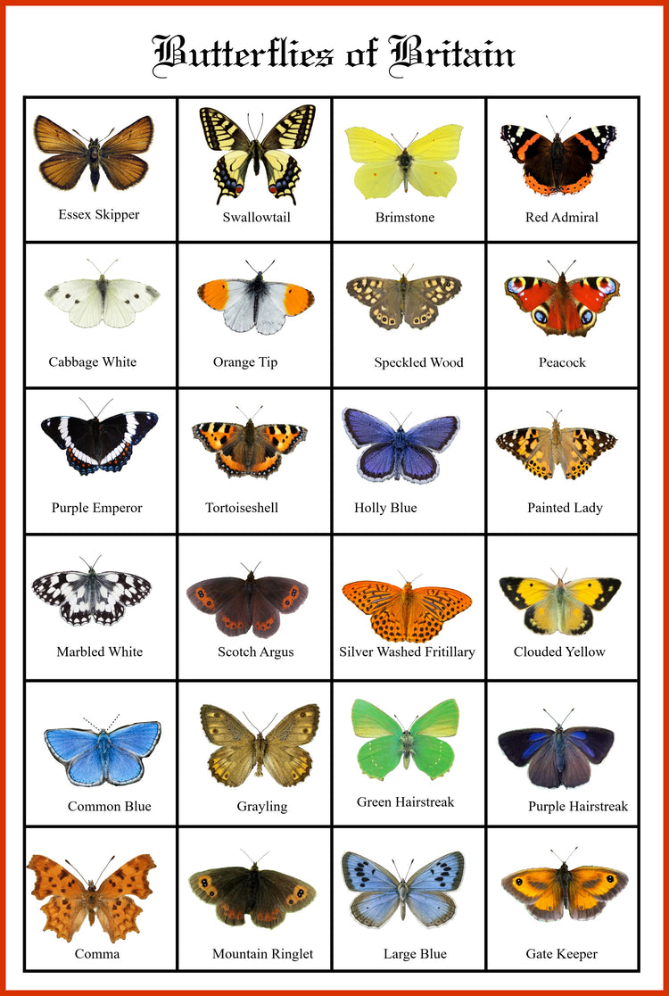 British Butterflies framed. Collection of butterflies from the United Kingdom