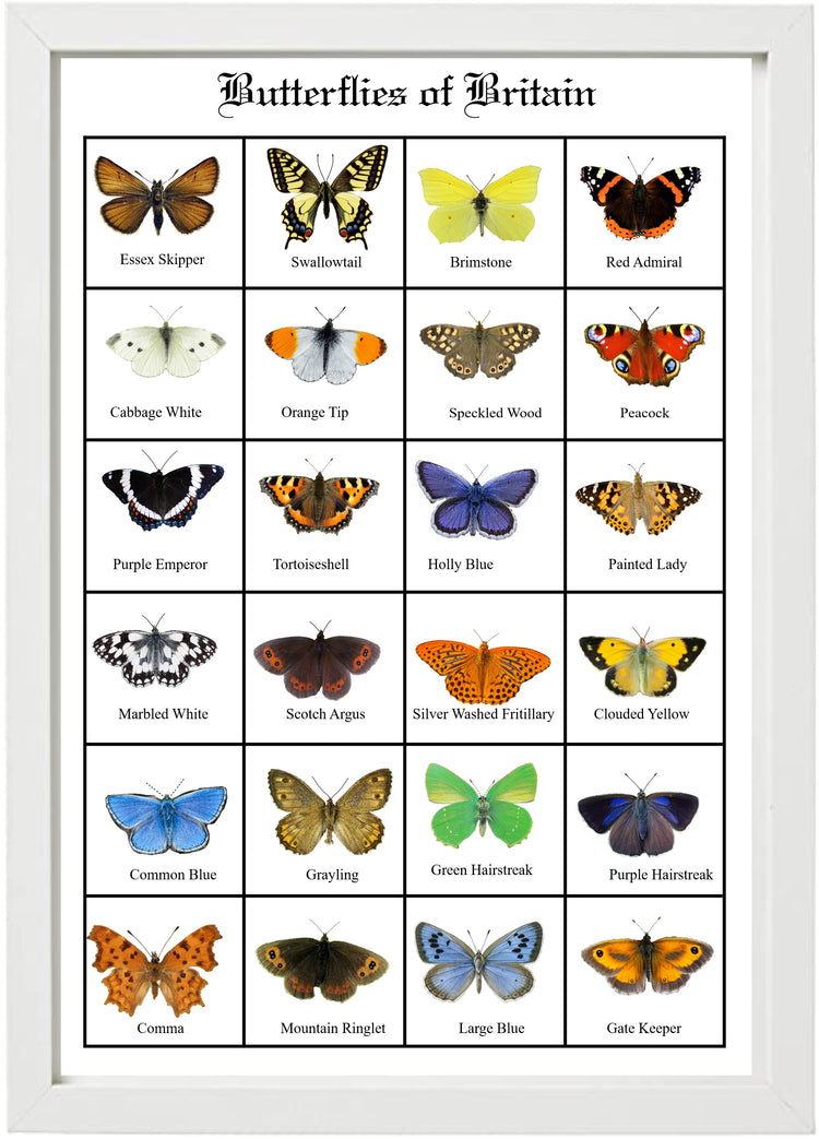 British Butterflies framed. Collection of butterflies from the United Kingdom