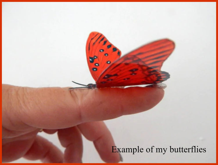 Camberwell Beauty Butterfly framed picture. faux Taxidermist natural 3d butterfly box frame picture