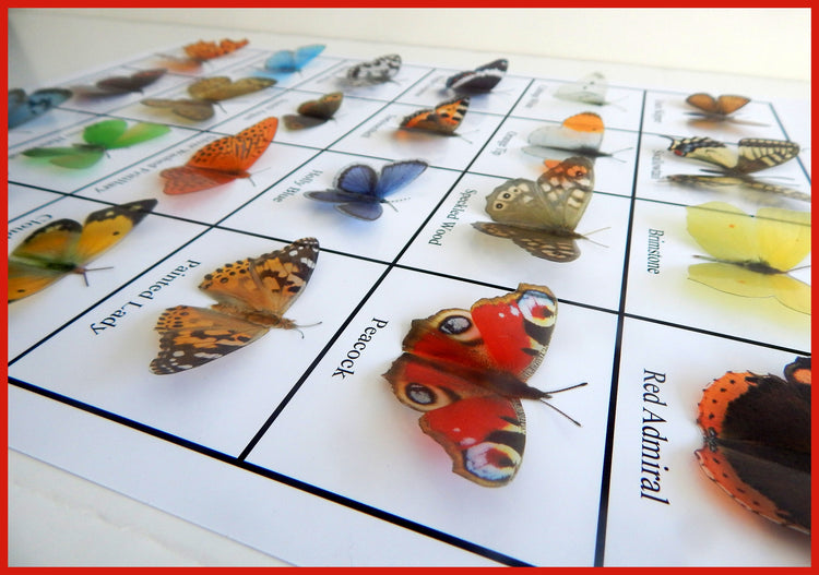 British Butterflies framed. Collection of butterflies from the United Kingdom