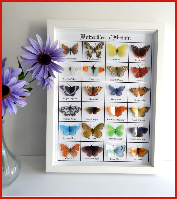 British Butterflies framed. Collection of butterflies from the United Kingdom