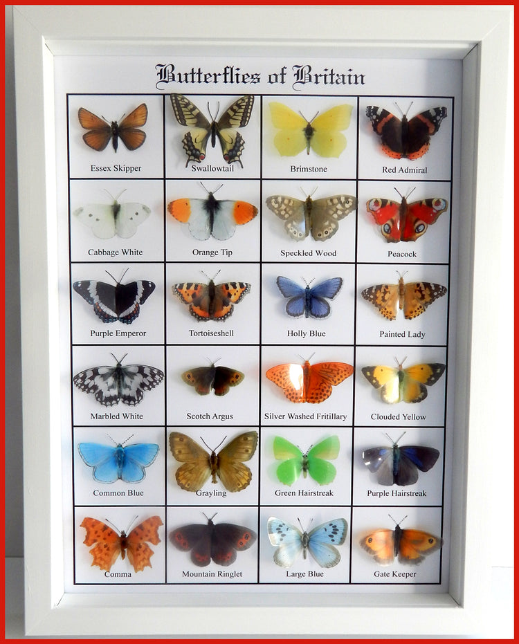 British Butterflies framed. Collection of butterflies from the United Kingdom