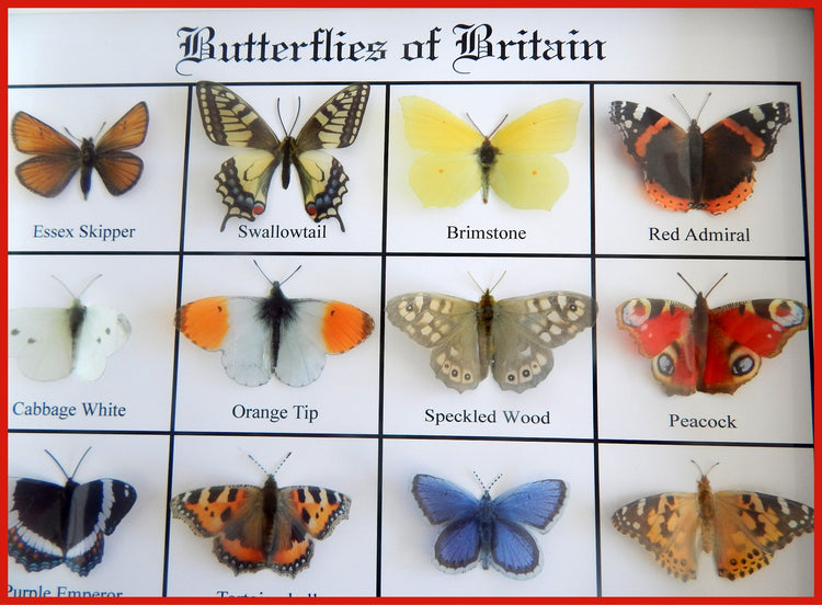 British Butterflies framed. Collection of butterflies from the United Kingdom