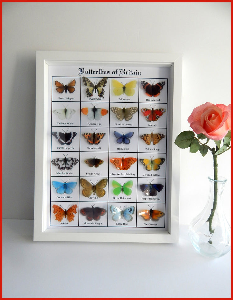 British Butterflies framed. Collection of butterflies from the United Kingdom