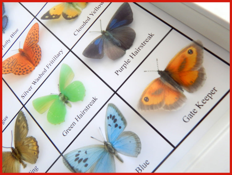 British Butterflies framed. Collection of butterflies from the United Kingdom
