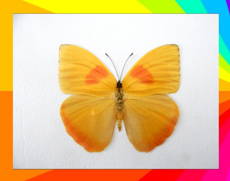 8 Bright, colourful butterflies from our Colourful collection. 3d Butterfly stickers. Great for conservatories ,bedrooms