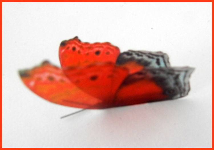 orange natural butterfly