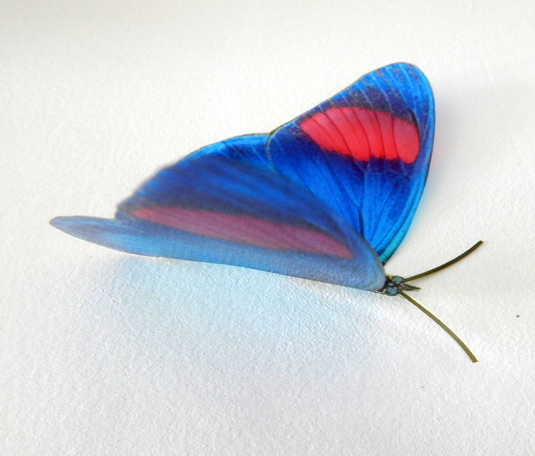 natural butterfly collection from museum