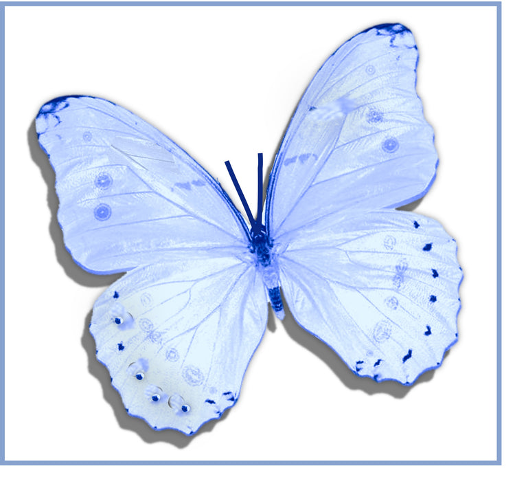 Corn flower blue Daisy wall art decor