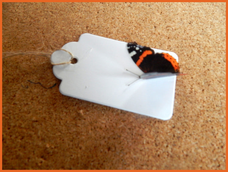 Butterfly gift tags. 10 British natural butterfly gift tags, set of gift tags from the British butterflies collection. Handmade rustic