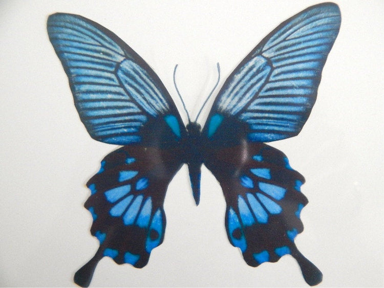 3D Dusky Blue butterflies,Removable Butterflies, home decorations, Wall Art 3D Wall Decal, realistic butterflies, wedding decorations, vase