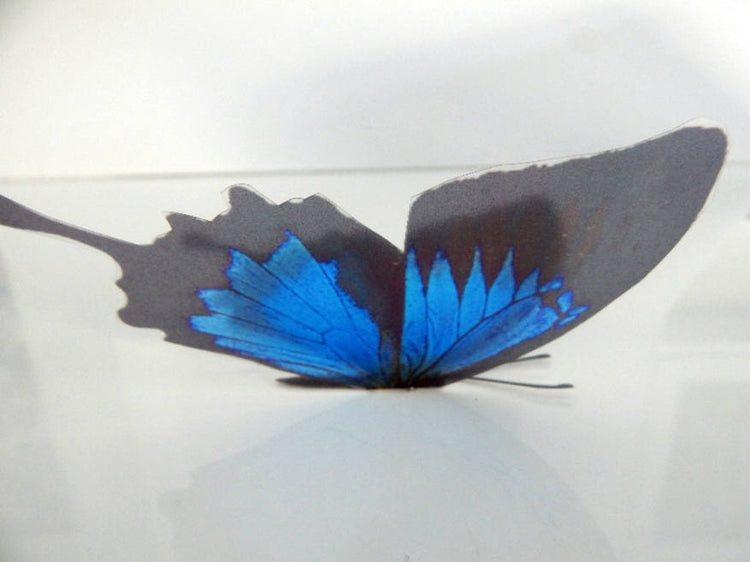Black and blue natural butterfly wall stickers