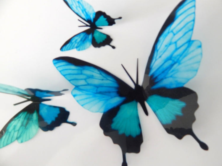 Natural butterfly in turquoise