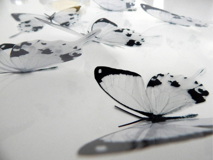 black and white butterfly by flutterframes