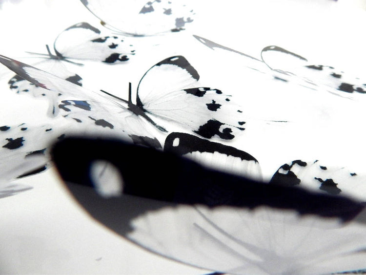 3D black and white butterflies stickers,wall art in flight flying butterflies,wall nature decor,decorative butterflies,stunning butterflies