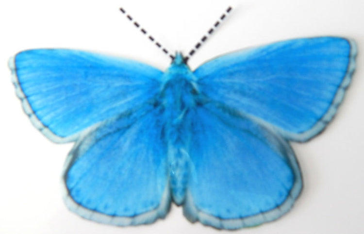 7 3d Reproduction British Adonis Butterflies Picture Accessories bedroom,living room,kitchen,wall art