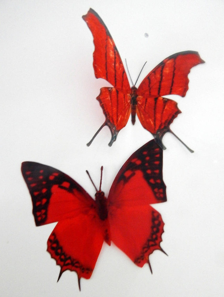 3d butterflies the Red collection, butterfly decor for the wall,conservatory, home,bedroom, lounge,window decorations, vase embellishments