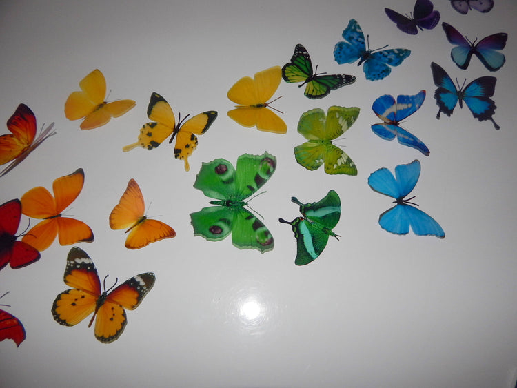 Rainbow of butterflies