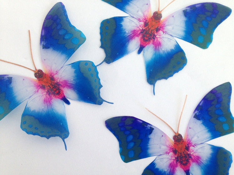 3d Butterfly stickers Colourful Starburst natural BUTTERFLIES REALISTIC Enchanted butterflies British butterflies,inside decor