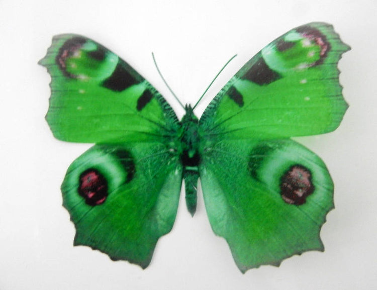 3d butterflies the Green collection, butterfly decor for the wall,conservatory, home,bedroom, lounge,window decorations, vase decor stickers