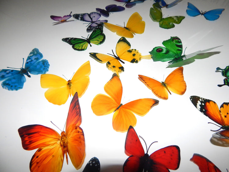 British butterfly museum collection